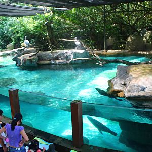 Californian Sealion exhibit