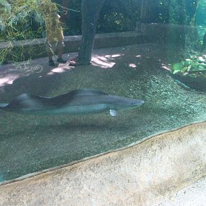 Pygmy Hippo exhibit - Aba Aba