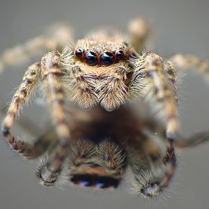 Salticidae 8.09.2013 Nidderau