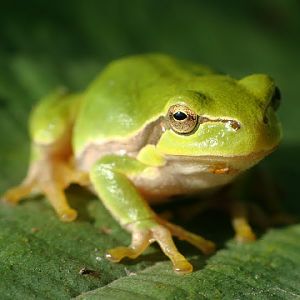 Hyla arborea