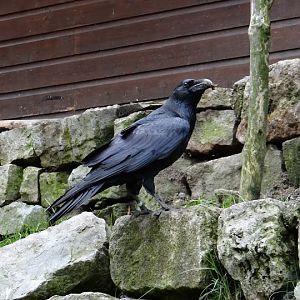 Corvus corax