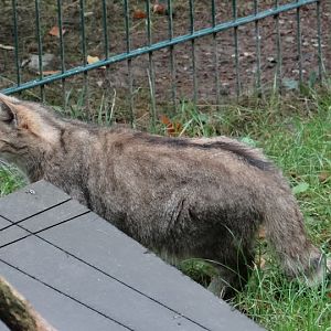 Felis sylvestris sylvestris