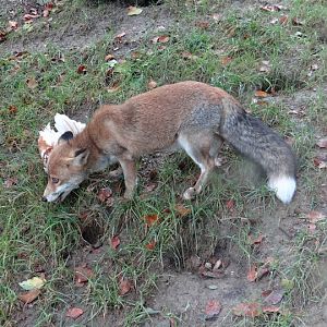 Vulpes vulpes