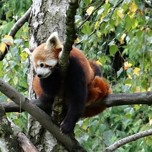 Ailurus fulgens