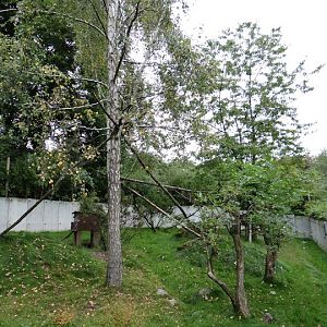 Paddock of Ailurus fulgens