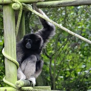 Hylobates lar