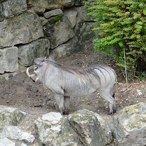 Pchacochoreus aethiopicus