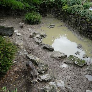 Pchacochoreus aethiopicus