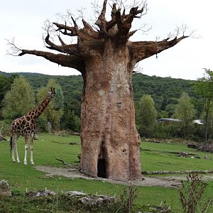 Giraffa camelopardalis rothschildi