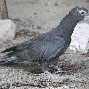 Vasa Parrot (Coracopsis vasa)