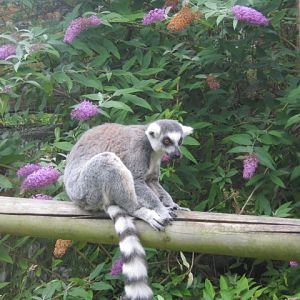 Ring-Tailed Lemur 2012