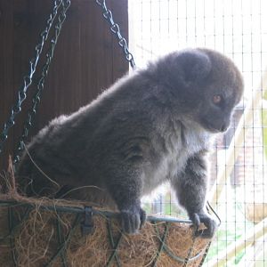 Aloatran Gentle Lemur 2012