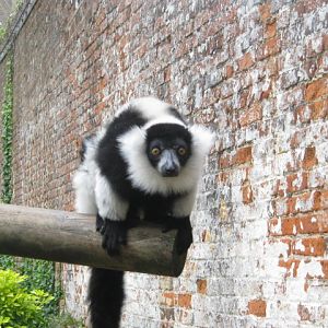 Black & White Ruffed Lemur 2012