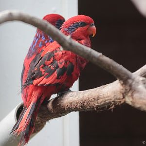 Blue-streaked Lory (Eos reticulata)