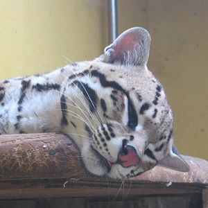 Ocelot 2012