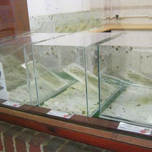 Partula Snail breeding station 2012