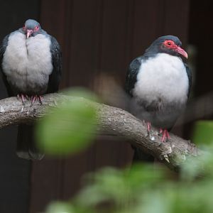 Bare-eyed Mountain-pigeons (Gymnophaps albertisii)
