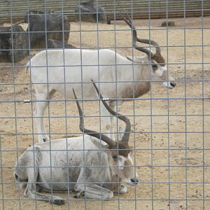 Addax 2012