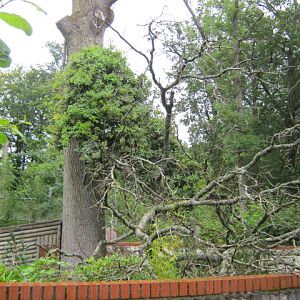 Former Red Panda exhibit behind Snow Leopards 2012