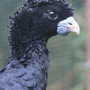 Blue-billed Curassow (Crax alberti) male