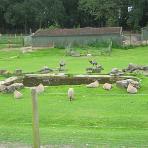 Capybaras and Rheas 2012