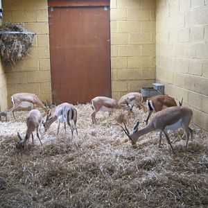 Dorcas Gazelles 2012