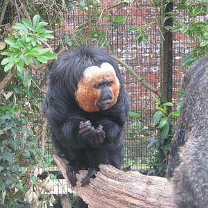 Male White-faced Saki 2012