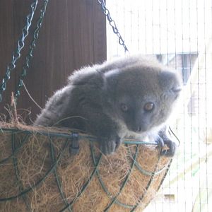 Aloatran Gentle Lemur 2012
