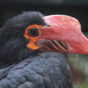 Writhed Hornbill (Aceros leucocephalus)