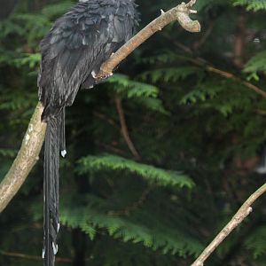 Long-tailed Hornbill (Tropicranus albocristatus)