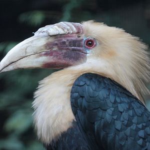 Papuan Hornbill (Rhyticeros plicatus) male