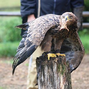 African Tawny Eagle at Cotswold Falconry Centre, 13/09/13