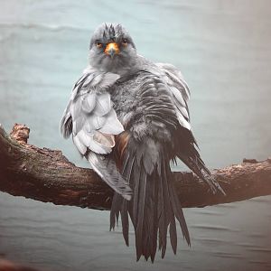 Red-footed Falcon at Cotswold Falconry Centre, 13/09/13