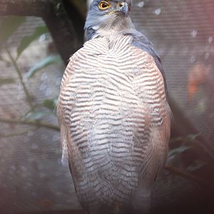 African Goshawk at Cotswold Falconry Centre, 13/09/13