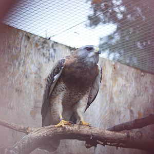 Swainson's Hawk at Cotswold Falconry Centre, 13/09/13