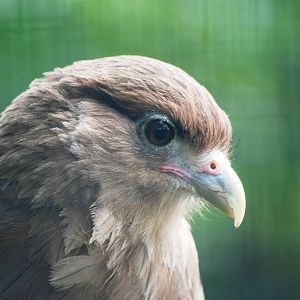 Chimango Caracara at Cotswold Falconry Centre, 13/09/13