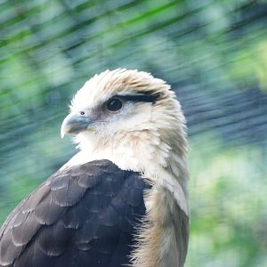 Yellow-headed Caracara at Cotswold Falconry Centre, 13/09/13