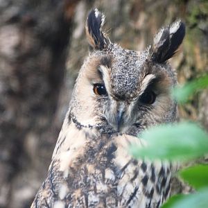 Long-eared Owl at Cotswold Falconry Centre, 13/09/13