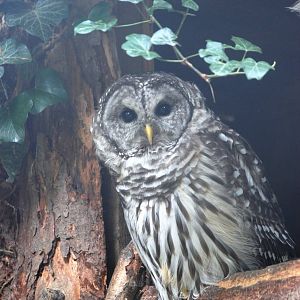 Barred Owl at Cotswold Falconry Centre, 13/09/13