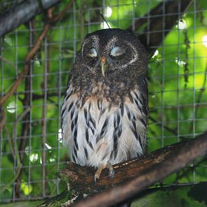 Mottled Owl at Cotswold Falconry Centre, 13/09/13