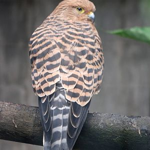 Greater (White-eyed) Kestrel at Cotswold Falconry Centre, 13/09/13
