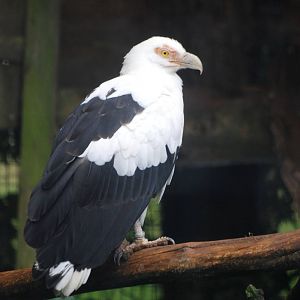 Palmnut Vulture at Cotswold Falconry Centre, 13/09/13