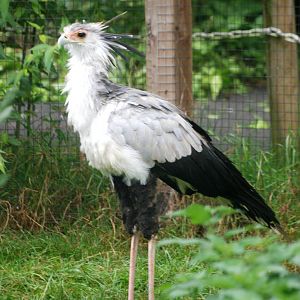 Secretary Bird at Cotswold Falconry Centre, 13/09/13