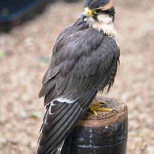 Aplomado Falcon at Cotswold Falconry Centre, 13/09/13