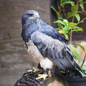 Black-chested Buzzard-Eagle at Cotswold Falconry Centre, 13/09/13