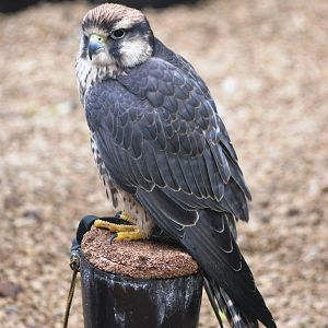 Lanner Falcon at Cotswold Falconry Centre, 13/09/13