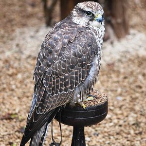 Saker Falcon at Cotswold Falconry Centre, 13/09/13