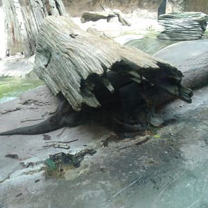 North American River Otters