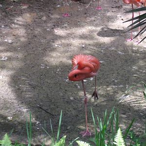 American Flamingo