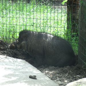 Visayan Warty Hog